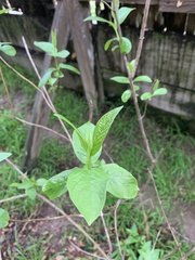 Lonicera involucrata