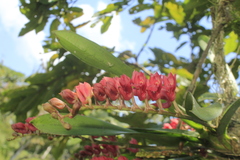 Rodriguezia lanceolata
