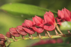 Rodriguezia lanceolata