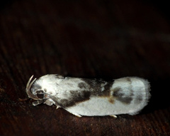 Antaeotricha