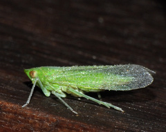 Cuernavaca inexacta