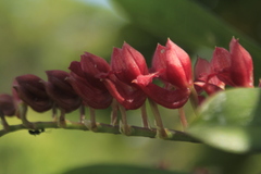 Rodriguezia lanceolata