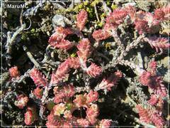 Sedum moranense