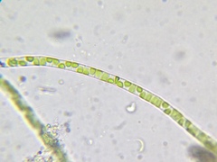 Klebsormidium