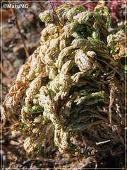 Selaginella lepidophylla