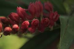 Rodriguezia lanceolata