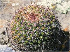Mammillaria gigantea