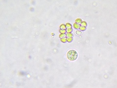 Desmococcus viridis