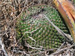 Mammillaria gigantea