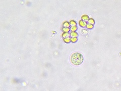 Desmococcus viridis