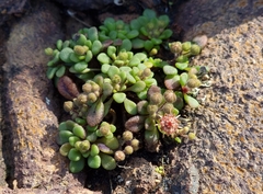 Monanthes brachycaulos image