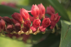 Rodriguezia lanceolata