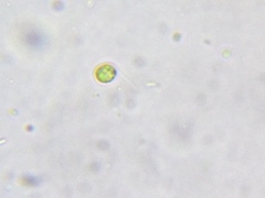 Chlamydomonas