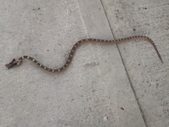 Pituophis deppei