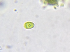 Nautococcus