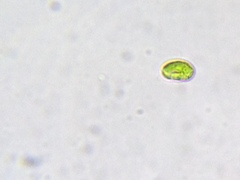 Nautococcus