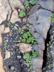 Monanthes brachycaulos image