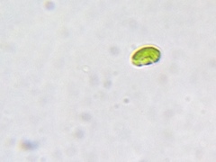 Nautococcus
