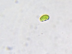 Nautococcus