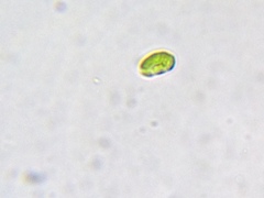 Nautococcus