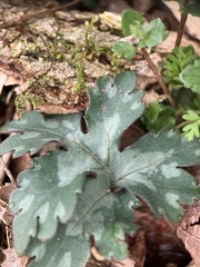 Hydrophyllum appendiculatum