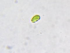 Nautococcus