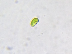 Nautococcus