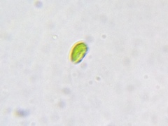 Nautococcus