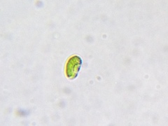 Nautococcus