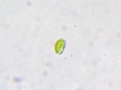 Nautococcus