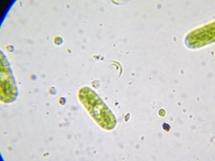 Monoraphidium contortum