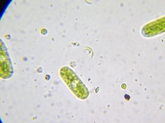 Monoraphidium contortum