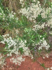 Cassinia laevis