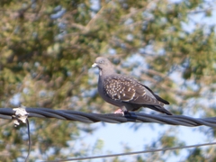Patagioenas maculosa
