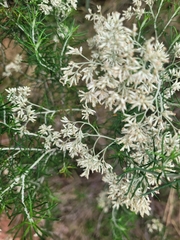 Cassinia laevis