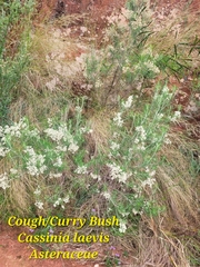 Cassinia laevis