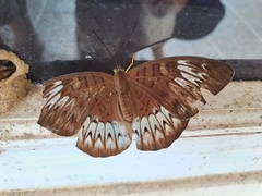 Tanaecia