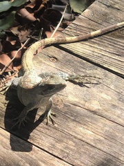 Ctenosaura similis