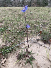 Delphinium carolinianum