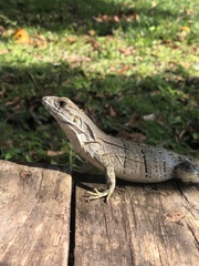 Ctenosaura similis