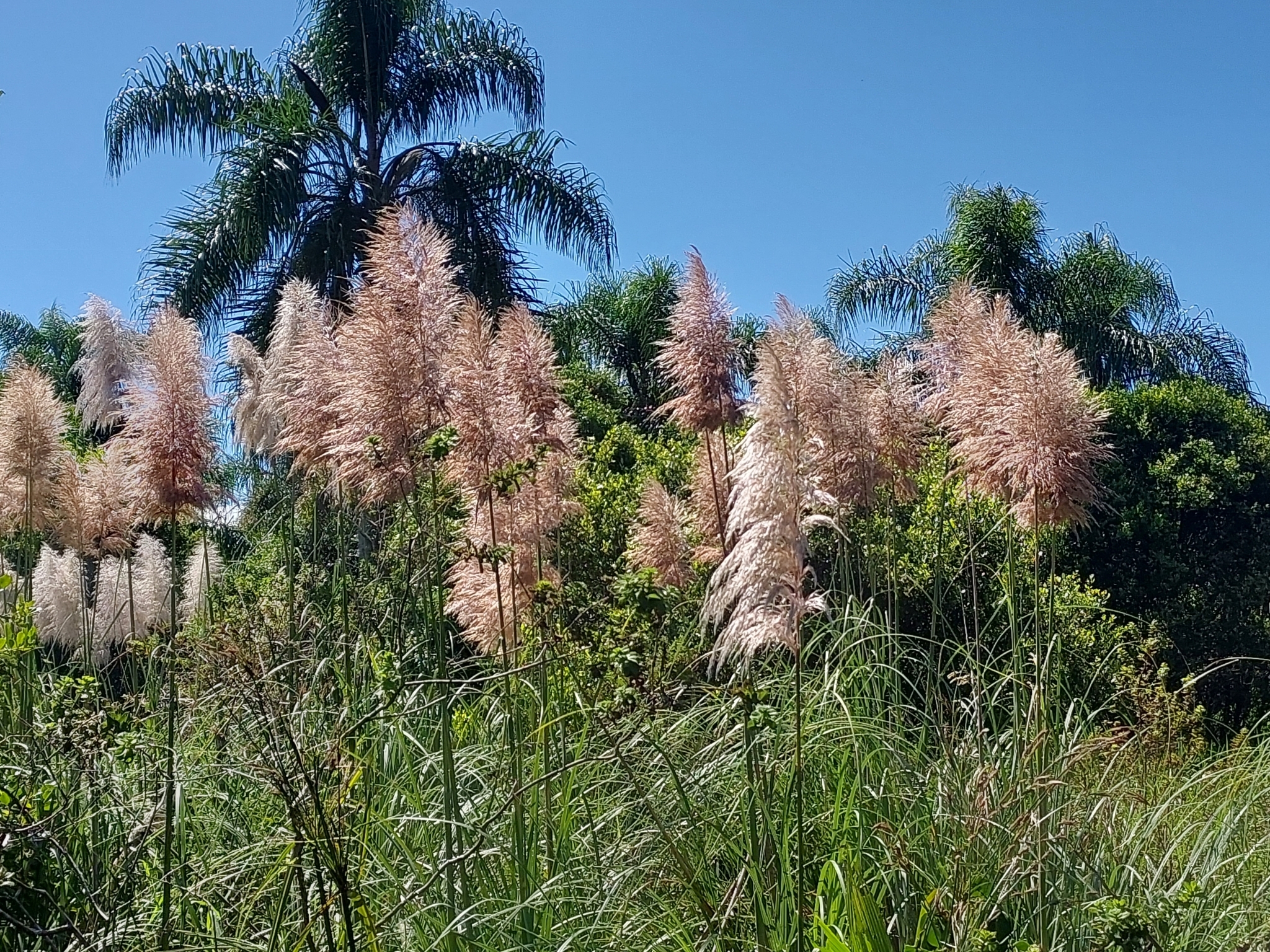 Cortaderia selloana