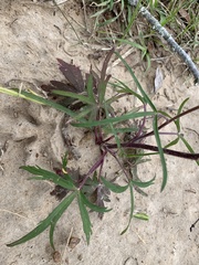 Delphinium carolinianum