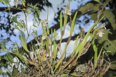 Scaphyglottis fusiformis