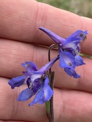 Delphinium carolinianum