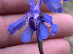 Delphinium carolinianum