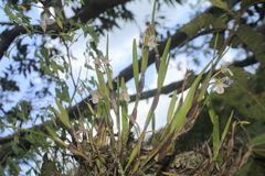 Scaphyglottis fusiformis