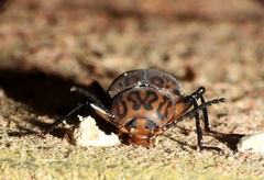 Cymatothes hieroglyphicus