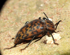 Cymatothes hieroglyphicus