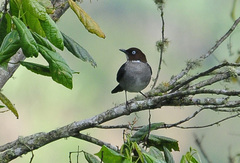 Turdus jamaicensis