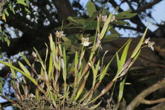 Scaphyglottis fusiformis